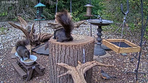 LIVE 24/7 Indiana Birds, Squirrels and Wildlife Feeder Cam