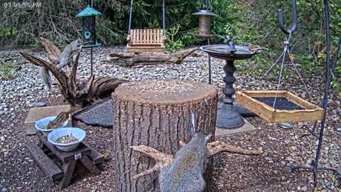 LIVE 24/7 Indiana Birds, Squirrels and Wildlife Feeder Cam