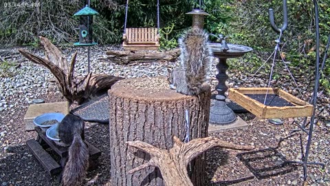 LIVE 24/7 Indiana Birds, Squirrels and Wildlife Feeder Cam