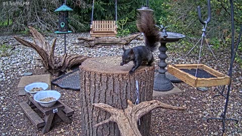 LIVE 24/7 Indiana Birds, Squirrels and Wildlife Feeder Cam