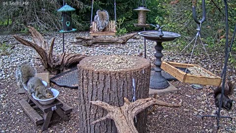 LIVE 24/7 Indiana Birds, Squirrels and Wildlife Feeder Cam