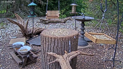 LIVE 24/7 Indiana Birds, Squirrels and Wildlife Feeder Cam