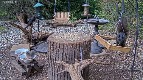 LIVE 24/7 Indiana Birds, Squirrels and Wildlife Feeder Cam
