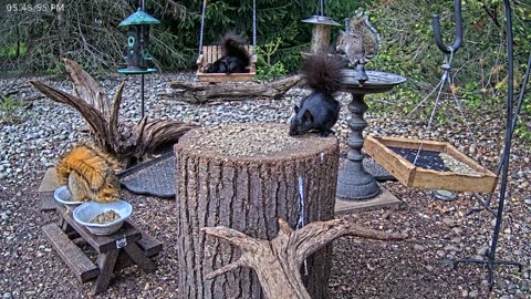 LIVE 24/7 Indiana Birds, Squirrels and Wildlife Feeder Cam
