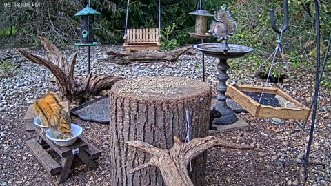 LIVE 24/7 Indiana Birds, Squirrels and Wildlife Feeder Cam