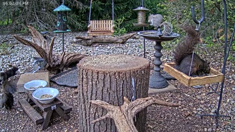 LIVE 24/7 Indiana Birds, Squirrels and Wildlife Feeder Cam