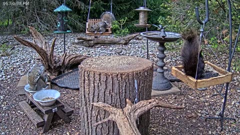 LIVE 24/7 Indiana Birds, Squirrels and Wildlife Feeder Cam