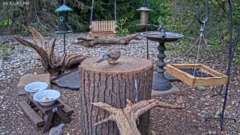 LIVE 24/7 Indiana Birds, Squirrels and Wildlife Feeder Cam