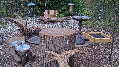 LIVE 24/7 Indiana Birds, Squirrels and Wildlife Feeder Cam