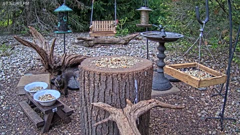 LIVE 24/7 Indiana Birds, Squirrels and Wildlife Feeder Cam