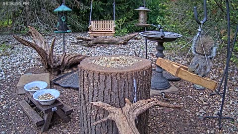 LIVE 24/7 Indiana Birds, Squirrels and Wildlife Feeder Cam
