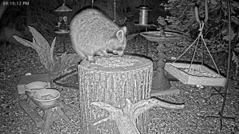 LIVE 24/7 Indiana Birds, Squirrels and Wildlife Feeder Cam