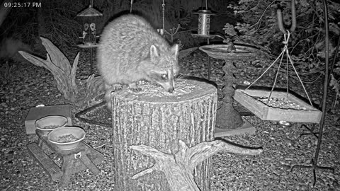 LIVE 24/7 Indiana Birds, Squirrels and Wildlife Feeder Cam