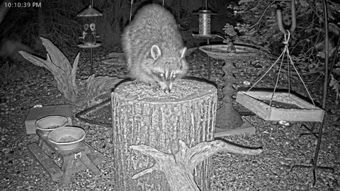 LIVE 24/7 Indiana Birds, Squirrels and Wildlife Feeder Cam
