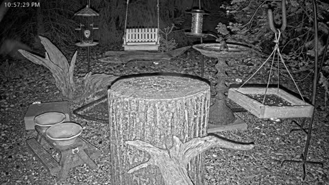 LIVE 24/7 Indiana Birds, Squirrels and Wildlife Feeder Cam