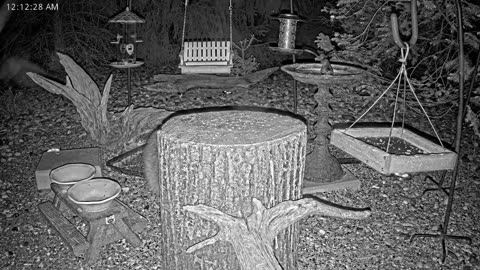 LIVE 24/7 Indiana Birds, Squirrels and Wildlife Feeder Cam