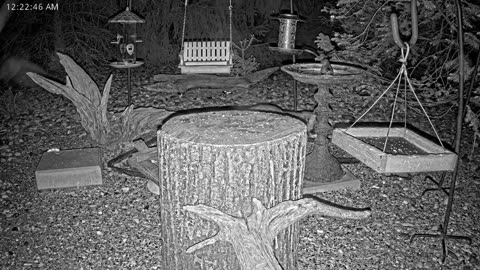 LIVE 24/7 Indiana Birds, Squirrels and Wildlife Feeder Cam