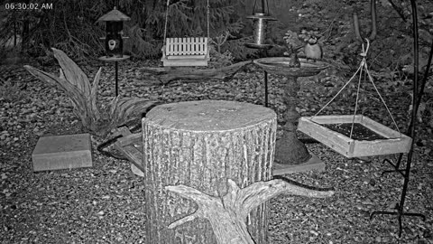 LIVE 24/7 Indiana Birds, Squirrels and Wildlife Feeder Cam