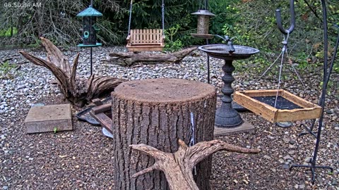 LIVE 24/7 Indiana Birds, Squirrels and Wildlife Feeder Cam