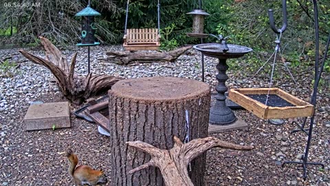 LIVE 24/7 Indiana Birds, Squirrels and Wildlife Feeder Cam