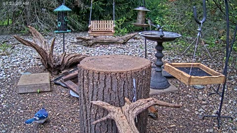 LIVE 24/7 Indiana Birds, Squirrels and Wildlife Feeder Cam