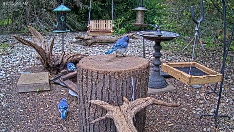 LIVE 24/7 Indiana Birds, Squirrels and Wildlife Feeder Cam