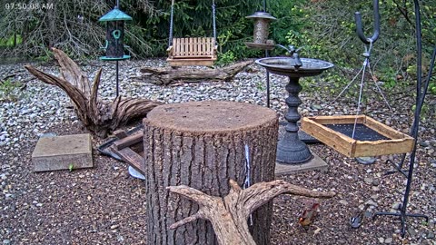 LIVE 24/7 Indiana Birds, Squirrels and Wildlife Feeder Cam