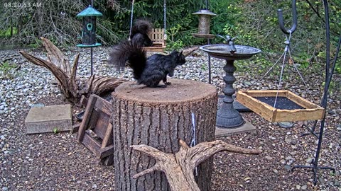LIVE 24/7 Indiana Birds, Squirrels and Wildlife Feeder Cam