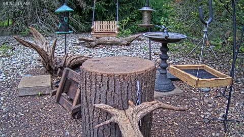 LIVE 24/7 Indiana Birds, Squirrels and Wildlife Feeder Cam