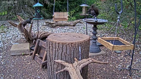 LIVE 24/7 Indiana Birds, Squirrels and Wildlife Feeder Cam