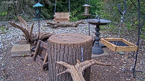 LIVE 24/7 Indiana Birds, Squirrels and Wildlife Feeder Cam