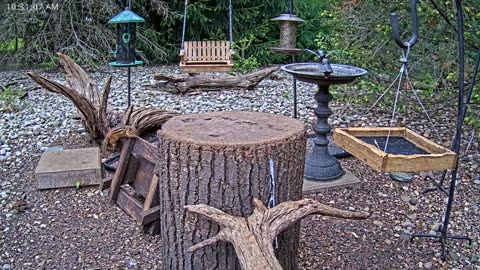LIVE 24/7 Indiana Birds, Squirrels and Wildlife Feeder Cam