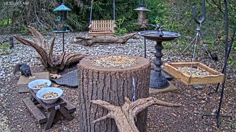 LIVE 24/7 Indiana Birds, Squirrels and Wildlife Feeder Cam