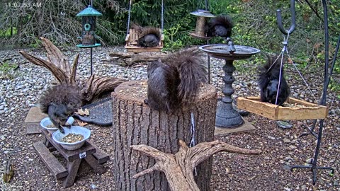 LIVE 24/7 Indiana Birds, Squirrels and Wildlife Feeder Cam