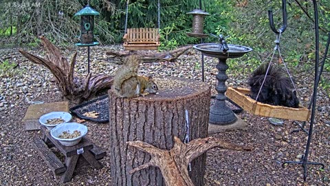 LIVE 24/7 Indiana Birds, Squirrels and Wildlife Feeder Cam