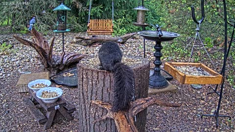 LIVE 24/7 Indiana Birds, Squirrels and Wildlife Feeder Cam