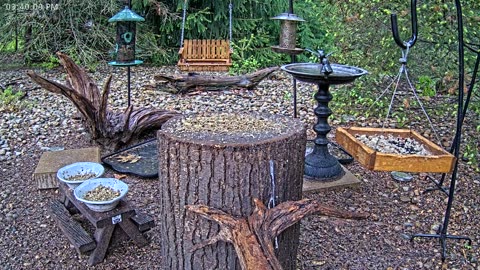 LIVE 24/7 Indiana Birds, Squirrels and Wildlife Feeder Cam