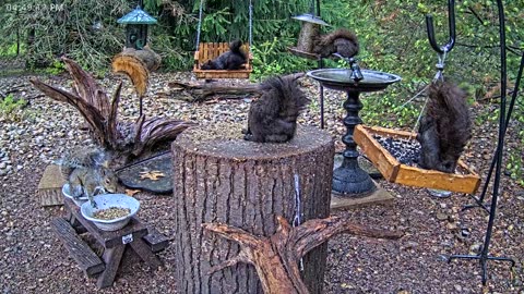 LIVE 24/7 Indiana Birds, Squirrels and Wildlife Feeder Cam