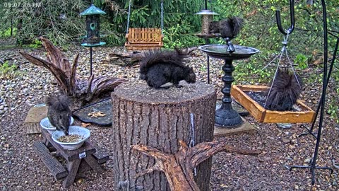 LIVE 24/7 Indiana Birds, Squirrels and Wildlife Feeder Cam