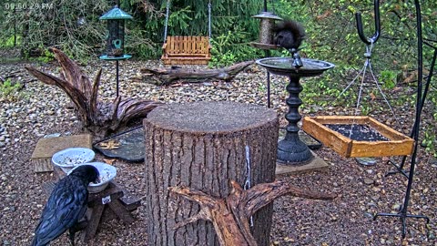 LIVE 24/7 Indiana Birds, Squirrels and Wildlife Feeder Cam