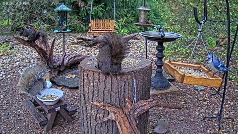 LIVE 24/7 Indiana Birds, Squirrels and Wildlife Feeder Cam
