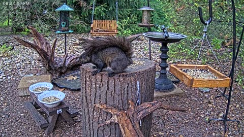 LIVE 24/7 Indiana Birds, Squirrels and Wildlife Feeder Cam