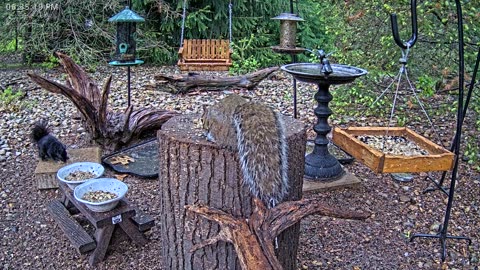 LIVE 24/7 Indiana Birds, Squirrels and Wildlife Feeder Cam