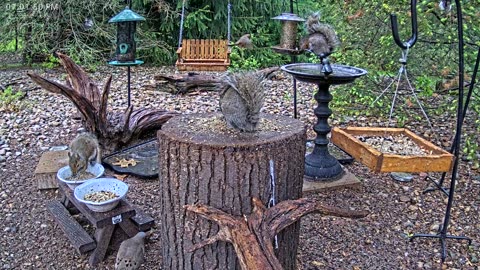 LIVE 24/7 Indiana Birds, Squirrels and Wildlife Feeder Cam