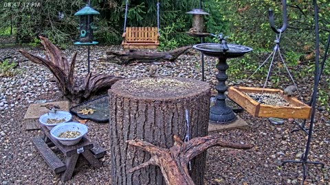 LIVE 24/7 Indiana Birds, Squirrels and Wildlife Feeder Cam