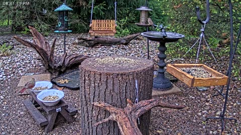 LIVE 24/7 Indiana Birds, Squirrels and Wildlife Feeder Cam
