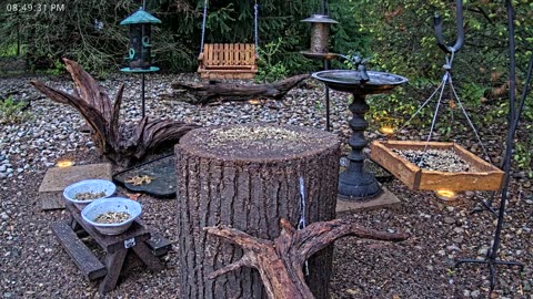 LIVE 24/7 Indiana Birds, Squirrels and Wildlife Feeder Cam