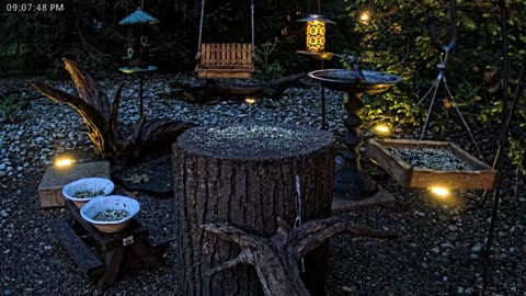 LIVE 24/7 Indiana Birds, Squirrels and Wildlife Feeder Cam