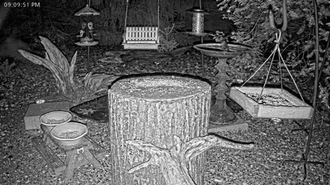 LIVE 24/7 Indiana Birds, Squirrels and Wildlife Feeder Cam