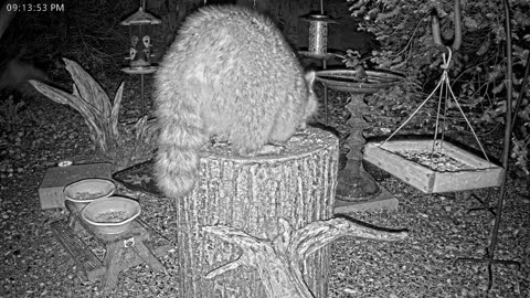 LIVE 24/7 Indiana Birds, Squirrels and Wildlife Feeder Cam